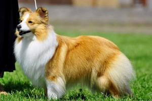 Vignette z Ďáblovy studánky