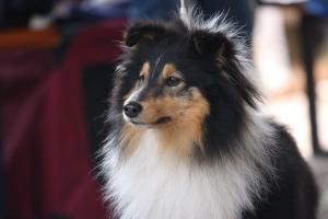 Algrazis Magical Black Sabbath