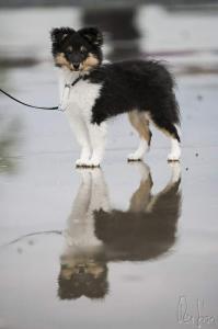 BACK IN BLACK Sparks of the Tempest