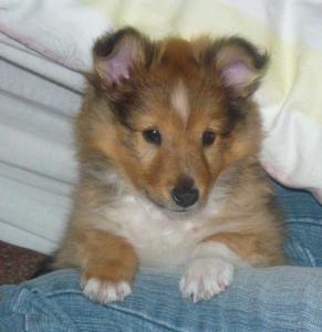 CAMELOT z Březkého průhona