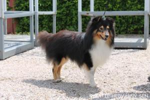 Xatie Hedvábný sen