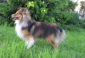 Casanova ze Smrčkova dvora