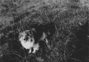 BRITA Modrý plamínek CS