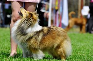 BRISK BREEZE ze Smrčkova dvora