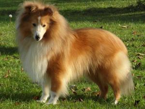 Brilyn THE JAZZ MASTER