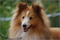 Brilyn THE JAZZ MASTER