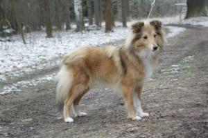 BEAUTY Shetlandská hvězda