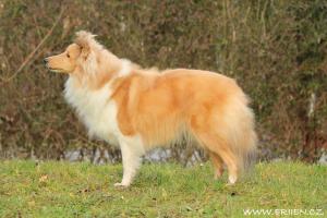 BATTLESTAR GALACTICA Shetlandská hvězda