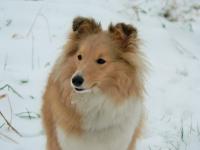 BATTLESTAR GALACTICA Shetlandská hvězda