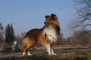 BRILYN Shetlandská hvězda