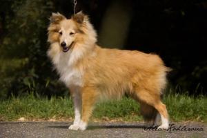 BIRMINGHAM Shetlandská hvězda