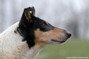 Being a Dream Alkami