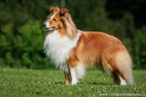 ANGEL JACK Zahrada dětí