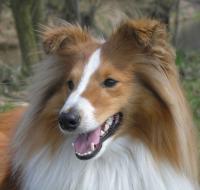 ANGEL JACK Zahrada dětí