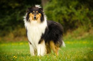 Lovley Larry Sir vom Brüggener-Land