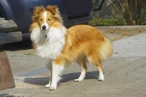 HIBISCUS at Small Swan