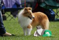 HIBISCUS at Small Swan