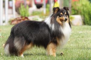 Drak Moravské srdce