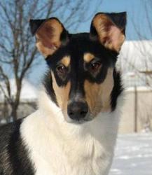 Mighty's Spring Meadow Gracy Galaxy