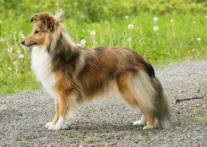 Beruška z Barbořinského vršku