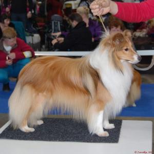 Brilliant Královský dar