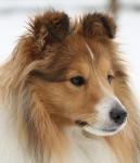 Brilliant Královský dar