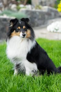 Be My Dream Sněžný tygr