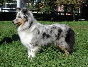 BEAMING BLUE PEARL Tinklebelle