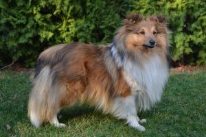 Coyote E. Wile Kamenitá stráň