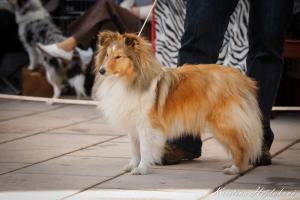 RAINBOW RAY Fort Fox