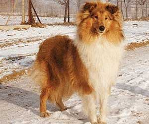 Elsy Fatranský Sen Cs