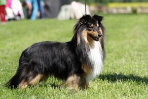 Cato z Lomu ve Skále