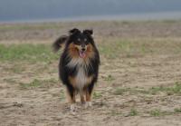 Cato z Lomu ve Skále