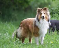 DOMINIC z Lomu ve skále