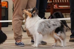 PEPSI COLA Perla z Polabí