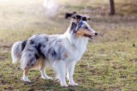 PEPSI COLA Perla z Polabí