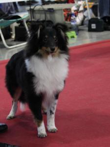 CASSIOPEIA Drsná vysočina