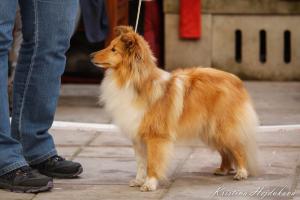 MIX UP MEMORY Fort Fox