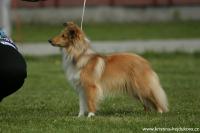 MIX UP MEMORY Fort Fox