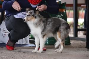 DEMI DEE BLUE Modrá odysea