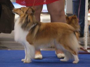 DAIQUIRI Beryllova krev