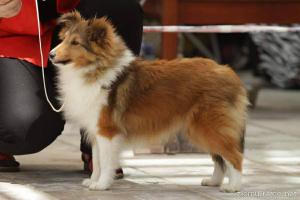 HAPPY GOLD Bonny Dux