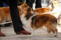 HAPPY GOLD Bonny Dux