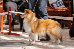 QUIET QUALITY Fort Fox