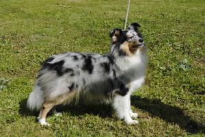 DIANKA Chřibské polesí