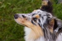 DIANKA Chřibské polesí