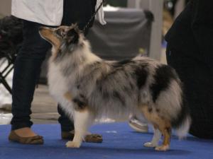 GLAMOUR GLORY ze Shetlandů