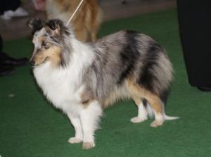 YAMADA z Karlova hrádku