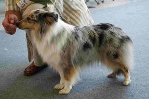 QWARA-BLUE ze Shetlandů