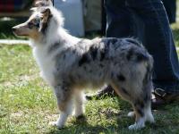 QWARA-BLUE ze Shetlandů